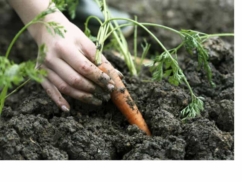 harvesting a carrot